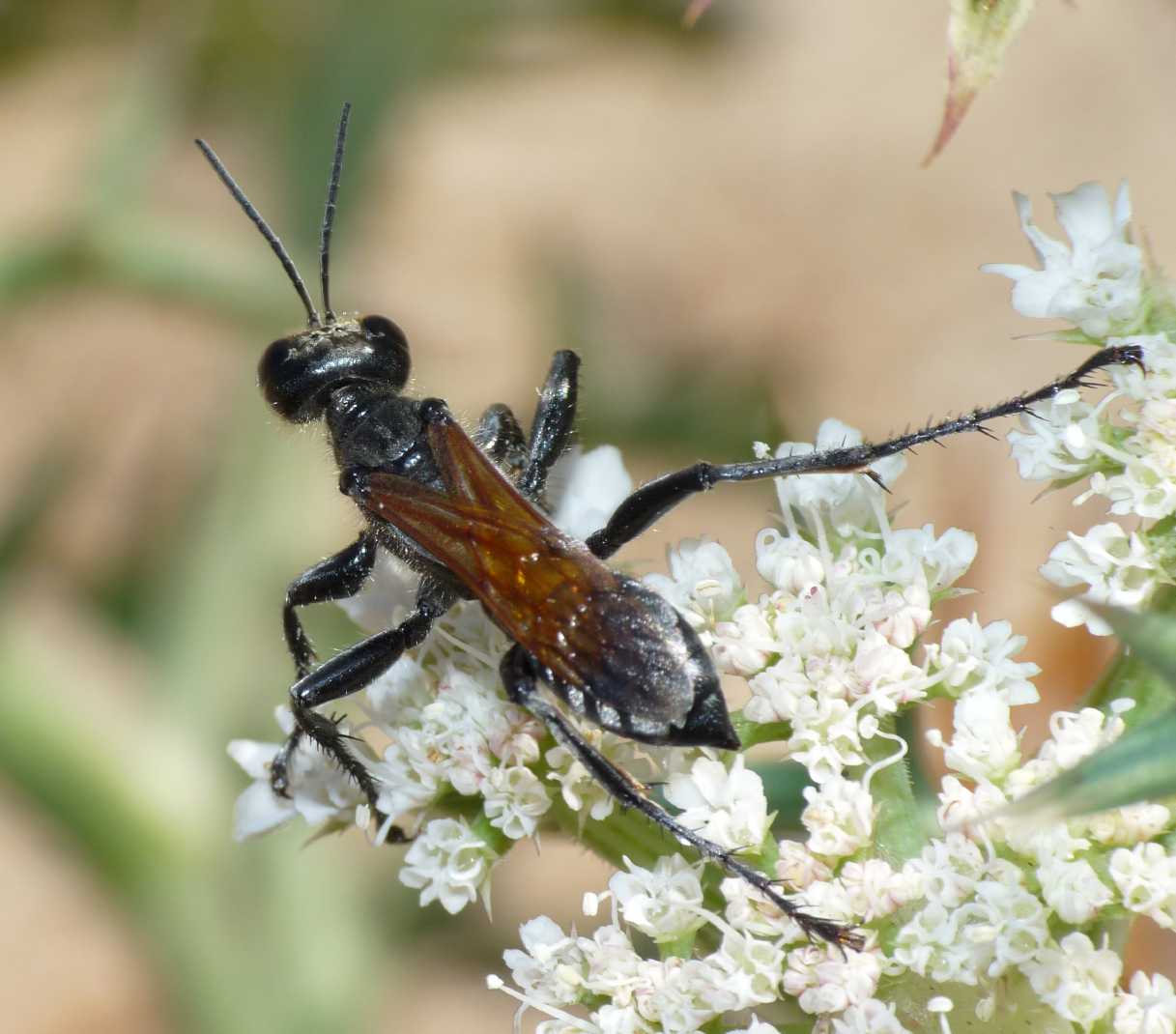 Prionyx subfuscatus (Sphecidae)